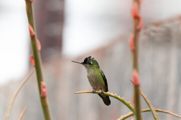 colibrí  de perfil perchado en una rama de aloe entre dos varillas de aloe