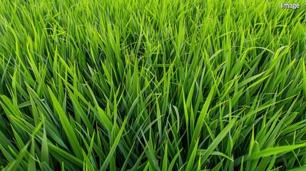 Obraz premium Close-up view of vibrant green rice paddy field. Lush, healthy, and fertile farmland.