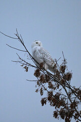A female Snowy Owl sits perched in a tree along an agriculture field hunting
