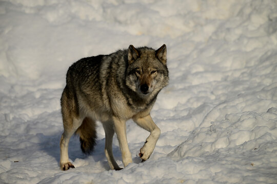 Winter scene of an Eastern Timber Wolf walking through snow