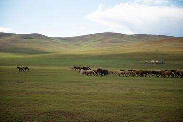 Mongolian horses in the Mongolian summer pasture.