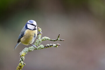Blue Tit (Cyanistes caeruleus) perched on a branch in Winter. Yorkshire, UK 
