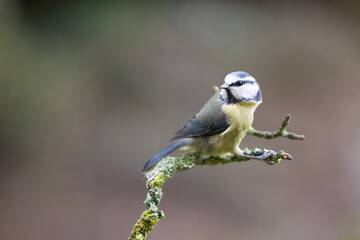 Blue Tit (Cyanistes caeruleus) perched on a branch in Winter. Yorkshire, UK 