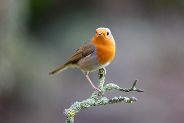 Beautiful Robin (Erithacus rubecula) perched on a branch in Winter, with a natural green and brown background. Yorkshire, UK 