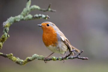 Cute Robin (Erithacus rubecula) perched on a branch in Winter, with a natural green and brown background. Yorkshire, UK 