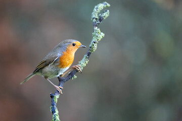 Robin (Erithacus rubecula) perched on a branch in Winter, with a natural green and brown background. Yorkshire, UK 