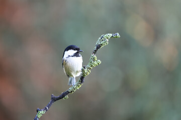 Coal Tit (Periparus ater) perched on a branch in Winter, with a natural green and brown background. Yorkshire, UK 