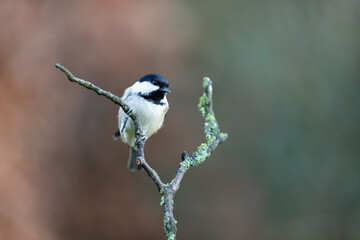 Coal Tit (Periparus ater) perched on a branch in Winter, with a natural green and brown background. Yorkshire, UK 