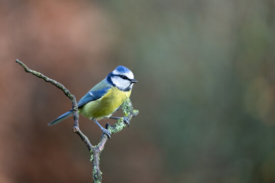 Blue Tit (Cyanistes caeruleus) perched on a branch in Winter. Yorkshire, UK  - Powered by Adobe