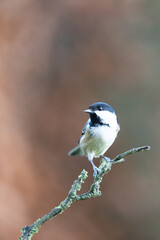 Coal Tit (Periparus ater) perched on a branch in Winter, with a natural green and brown background. Yorkshire, UK 
