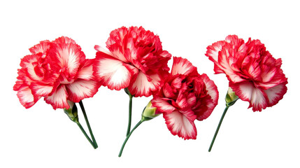 red and white carnations on white background