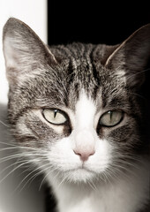 cat in opened doorway