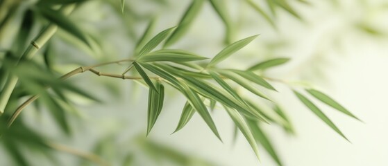 Obraz premium Close-up of lush green bamboo leaves and stems against a blurred background.