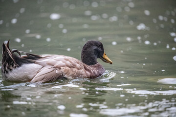 A Duck in a lake