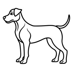 jack russell terrier puppy
