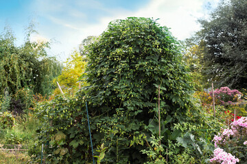 Hop plant growing in garden with defocused foliage. Lush overgrown garden background. Large mature hop bush end of summer. Known as Humulus lupulus and used to make beer. Selective focus.