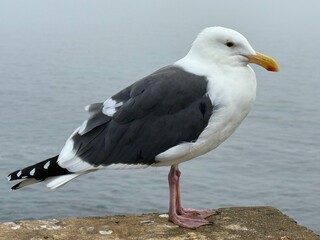 seagull on the rock