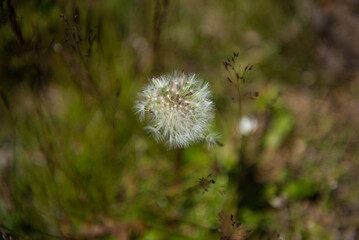 The beautiful flowers of Western Mongolia
