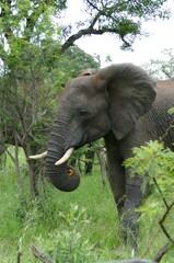 &Eacute;l&eacute;phant 