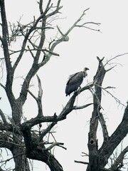 Vulture on tree