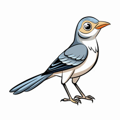 illustration of a Northern Mockingbird