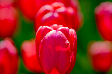 Red Tulips. Amazing bright Crimson Scarlet tulip flowers blooming in the garden at sunny spring...