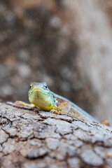 Close up portrait of a Balcan green lizard or lacerta trilineata sitting on the tree trunk, blurry...