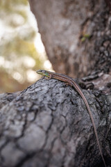 Balcan green lizard or lacerta trilineata sitting on the tree trunk, blurry brown background