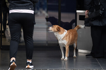 A yellow stray dog ​​stands outside a shopping mall door between the people who visit the shops...