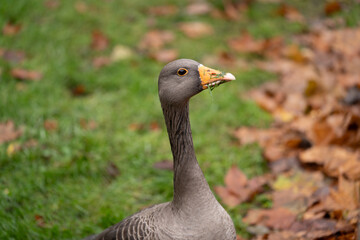 close-up of duck in the park