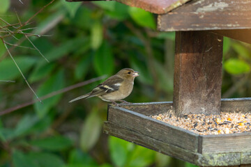 portrait d'un pinçon des arbres femelle, mangeant au mangeoire, en hiver, sur une belle journée ensoleillée