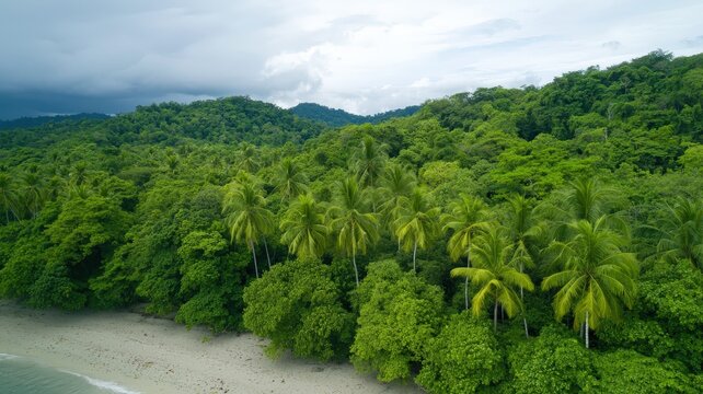 Geospatial Data Analytics concept. Lush tropical landscape with palm trees and a serene beach under a cloudy sky.