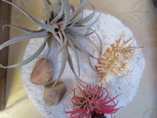 Beautiful picture of plants for home decoration