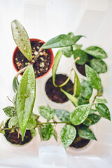 Young rooted cuttings of different varieties of hoya in small pots, house flower, liana. Close up, selective focus.