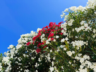 Nerium oleander blossom white pink flowers against blue sky