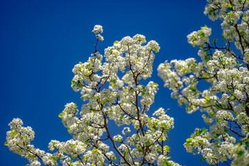 Sunny Spring Day. Spring background of branches of a blossoming tree on blue sky. Cherry blossoms trees in spring. White plum blossom, beautiful white flowers, plum branch. Bloom on branch.
