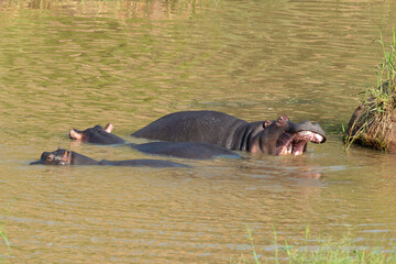 Hippopotame, Hippopotamus amphibius, Afrique du Sud