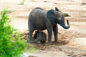 &Eacute;l&eacute;phant d'Afrique, Loxodonta africana, Parc national Kruger, Afrique du Sud