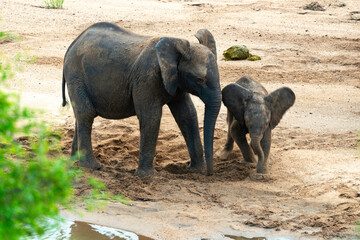 Fototapeta premium Éléphant d'Afrique, Loxodonta africana, Parc national Kruger, Afrique du Sud