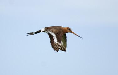 Obraz premium Barge à queue noire,.Limosa limosa, Black tailed Godwit