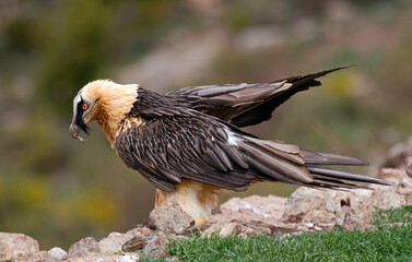 Gypaète barbu, Gypaetus barbatus, Bearded Vulture, Pyrénées