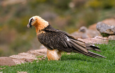 Gypaète barbu, Gypaetus barbatus, Bearded Vulture, Pyrénées