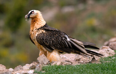 Gypaète barbu, Gypaetus barbatus, Bearded Vulture, Pyrénées