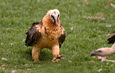 Gypaète barbu, Gypaetus barbatus, Bearded Vulture, Pyrénées