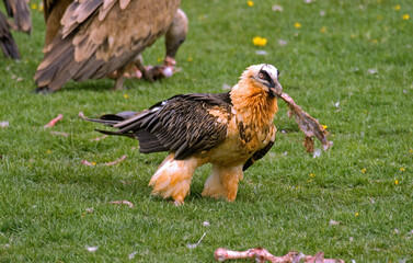 Gypaète barbu, Gypaetus barbatus, Bearded Vulture, Pyrénées