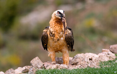 Gypaète barbu, Gypaetus barbatus, Bearded Vulture, Pyrénées