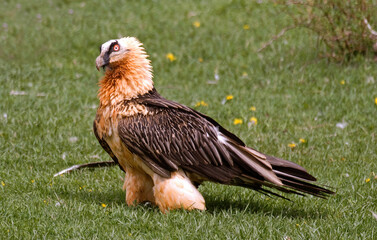 Gypaète barbu, Gypaetus barbatus, Bearded Vulture, Pyrénées