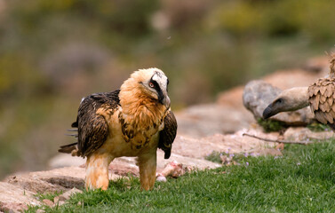 Gypaète barbu, Gypaetus barbatus, Bearded Vulture, Pyrénées