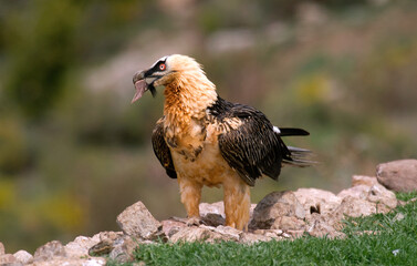 Fototapeta premium Gypaète barbu, Gypaetus barbatus, Bearded Vulture, Pyrénées