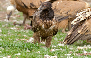 Gypaète barbu, jeune,.Gypaetus barbatus, Bearded Vulture, Vautour fauve, Gyps fulvus, Griffon...